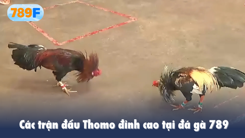 Các trận đấu Thomo đỉnh cao tại đá gà 789f