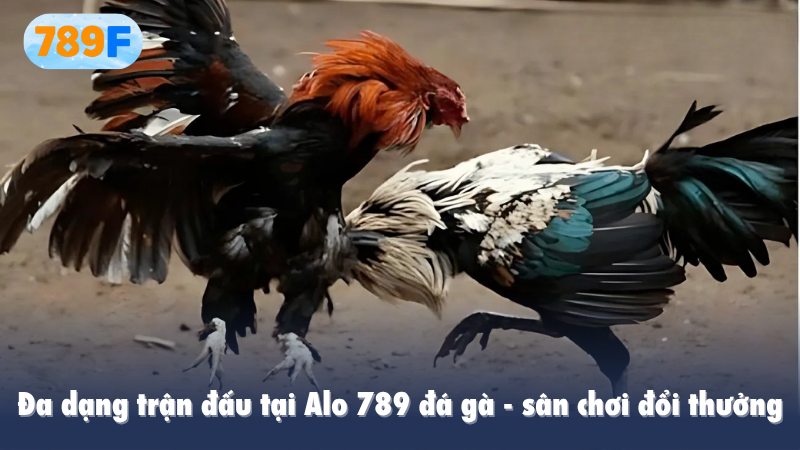 Đa dạng trận đấu tại Alo 789 đá gà - sân chơi đổi thưởng