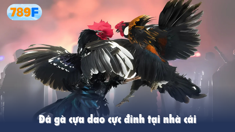 Đá gà cựa dao cực đỉnh tại nhà cái